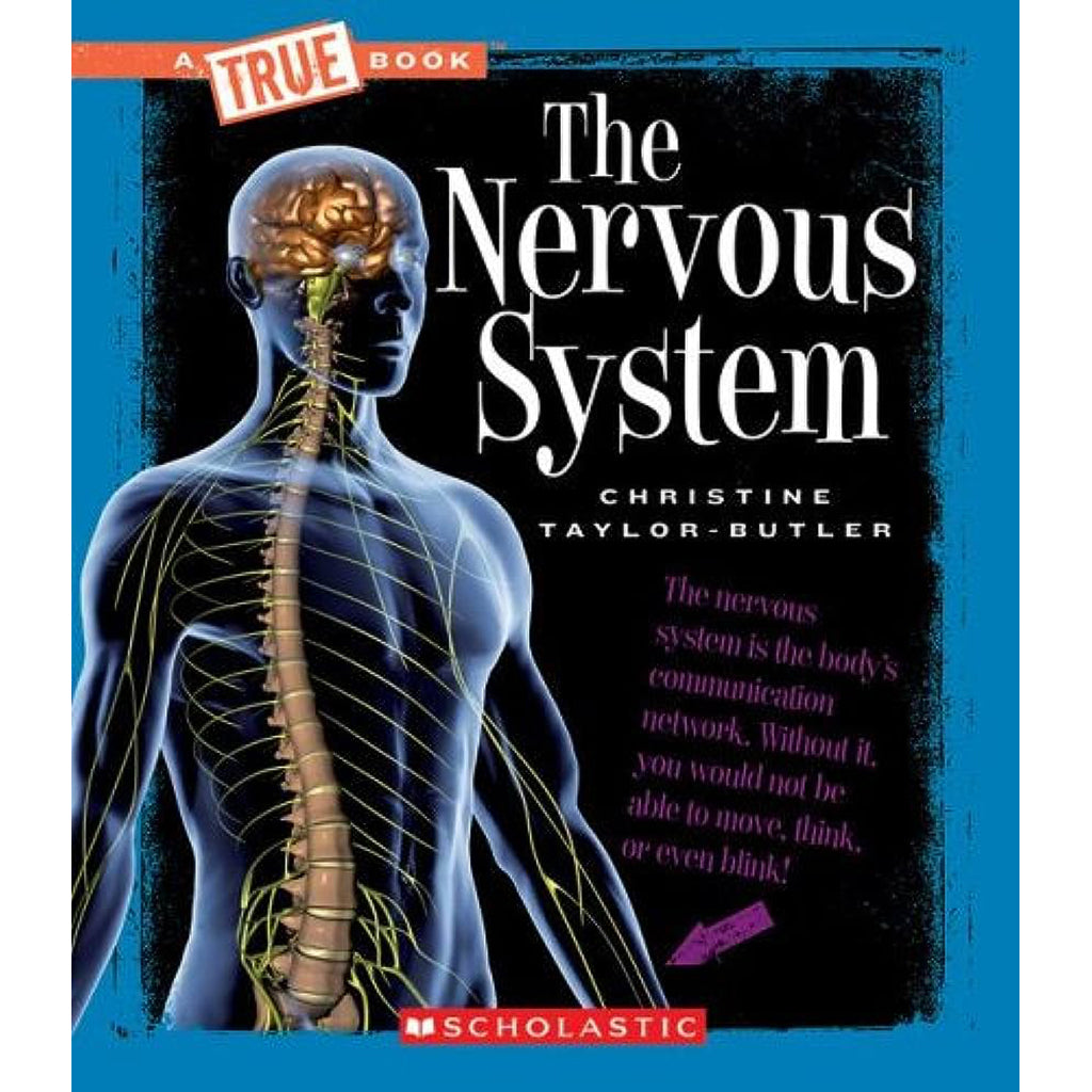 the nervous system